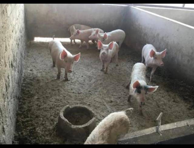 FARM FOR SALE IN ONDERSTEPOORT